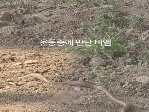 정주리 운동 중 뱀과