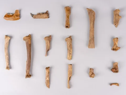 경주 월성 곰뼈, 고대 동물 유체 연구, 반달가슴곰 복원, 국립경주문화유산연구소, 국립공원야생생물보전원 협약