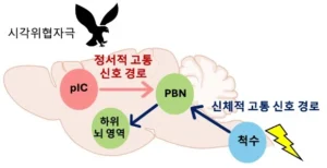 KAIST, 공포 기억 조절 뇌 회로 세계 최초 규명