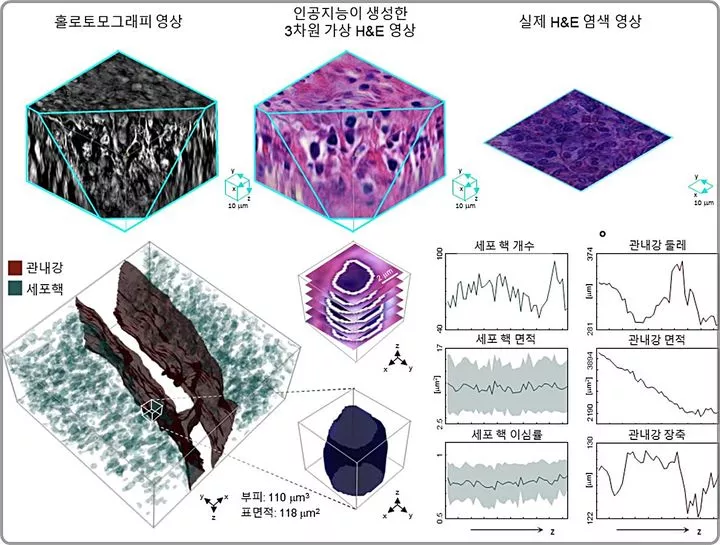 KAIST 연구팀이 암 조직의 3차원 구조를 가상 염색으로 구현했다.