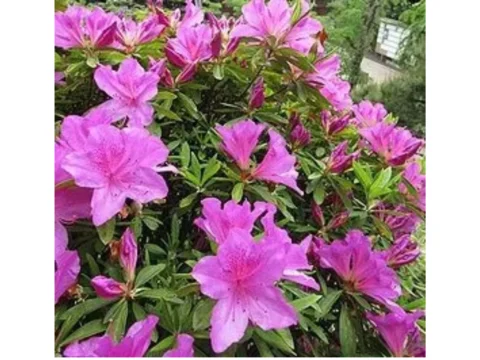 초등학생 영산홍 섭취, 독성 식물 사고, 안성 졸업사진 사고, 그라야노톡신 중독