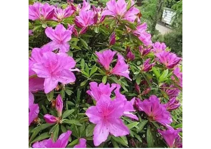 초등학생 영산홍 섭취, 독성 식물 사고, 안성 졸업사진 사고, 그라야노톡신 중독