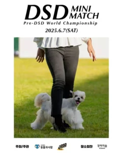 강아지숲에서 열리는 DSD 미니 매치 …반려견 스포츠 관심↑