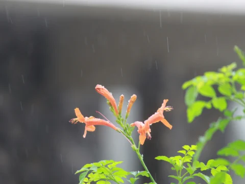 9일 날씨, 전국 비, 제주 호우, 강풍특보, 비구름, 강수량, 낮 기온, 미세먼지, 봄비, 돌풍