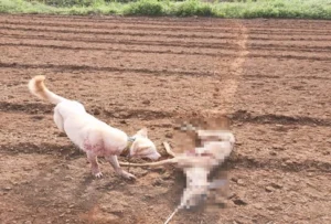진돗개 훈련시켜 야생동물 160마리 잔혹 포획…판사 “너무 잔인”