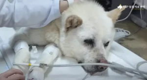 총알파편 70여 개 몸에 박힌 백구, 기적적으로 구조돼 새 가족 찾는다