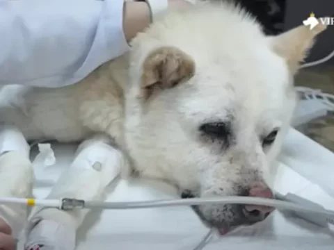 동물학대