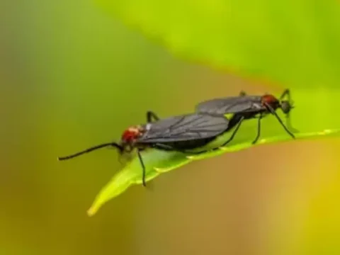 러브버그