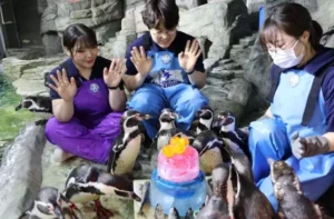코엑스아쿠아리움, 대한민국 최고령 펭귄 생일파티 개최…특별 이벤트 진행
