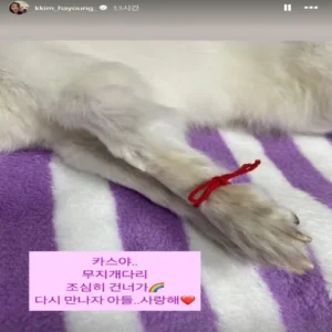 김하영, 위독한 반려견 카스와 마지막 이별 준비