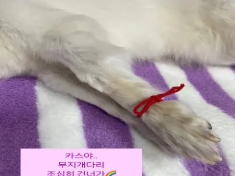 김하영 반려견