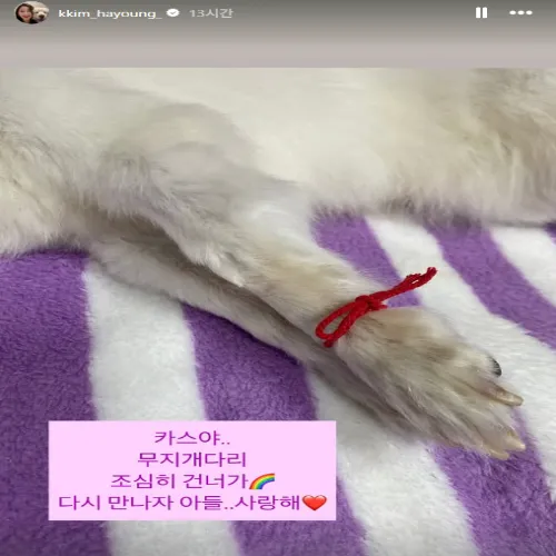 김하영 반려견
