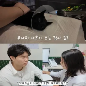 박수홍, 반려묘 다홍이 건강검진 결과에 걱정