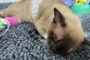 작동하는 세탁기 속 갇힌 고양이… 55분 ‘기적의 생존’
