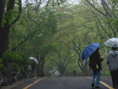 장마가 시작되어 제주에 강한 비가 내리는 날씨 였으며 남부지방은 13일부터 본격적인 비가 예보됐다