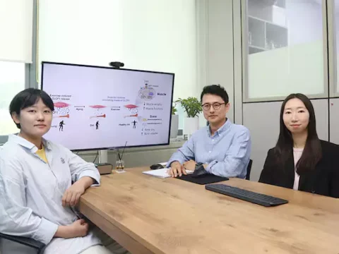 운동 효과가 연령에 따라 달라지는 생물학적 원인이 단백질 의 변화 문인 것으로 밝혀졌다.