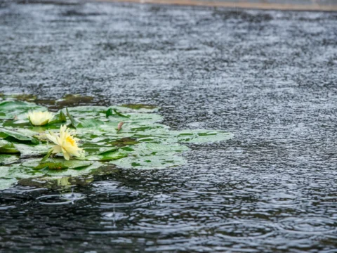 도림천