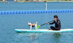 경남 해수욕장 26곳 6일 개장…반려동물·장애인도 함께 즐긴다