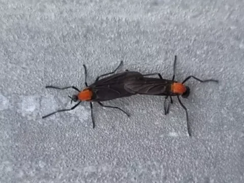러브버그