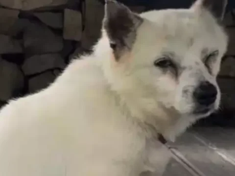 강아지
