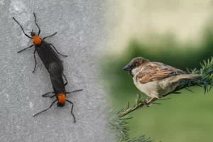 러브버그 먹는 참새·까치 등장…도심 생태계 자정작용 기대