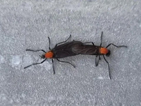 러브버그는 장마철과 겹쳐 7월 중순을 전후로 대부분 사라질 것으로 전문가들이 분석하고 있다.