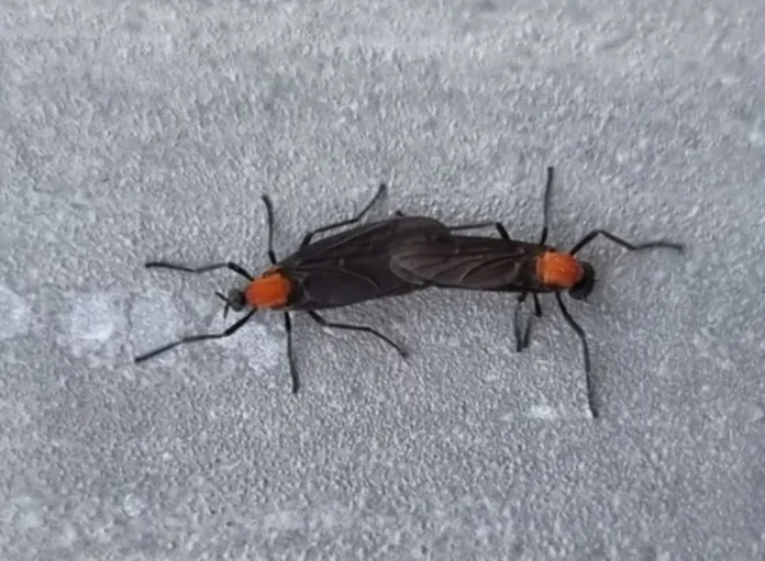 러브버그는 장마철과 겹쳐 7월 중순을 전후로 대부분 사라질 것으로 전문가들이 분석하고 있다.