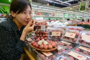 농협유통, 제주산 신선 리치 첫 출시…양재점서 한 달간 시범 판매